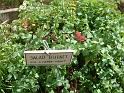 Salad burnet